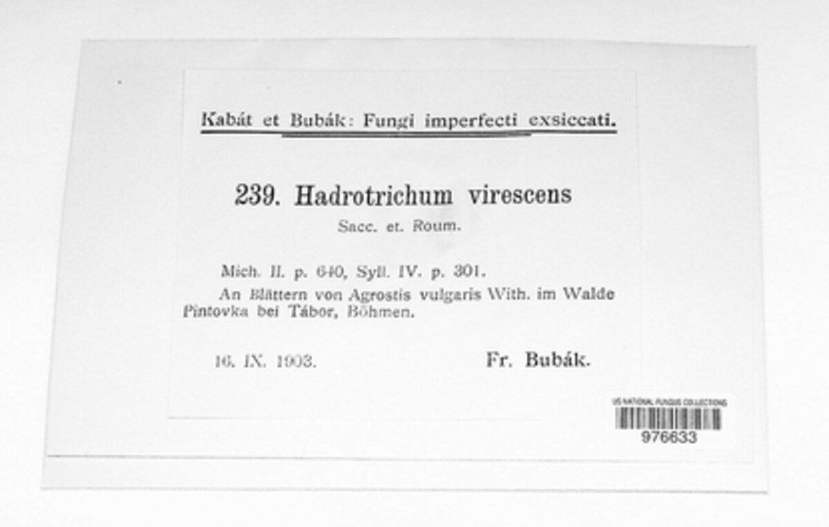 Hadrotrichum virescens image